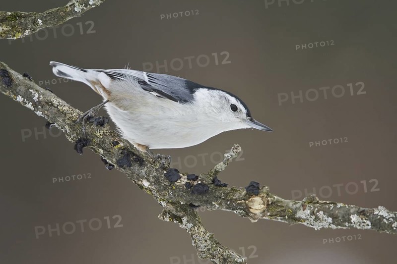 White-breasted Nuthatch (Sitta carolinensis), Ontario, Canada