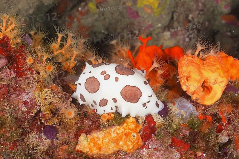 Leopard snail (Peltodoris atromaculata Discodoris atromaculata)