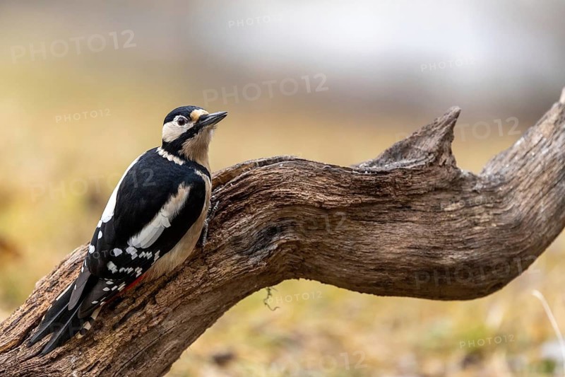 A woodpecker sits relaxed on a branch in peaceful surroundings, Great Spotted Woodpecker (Dendrocopos major) on a tree trunk, male, Baden-Württemberg, Germany