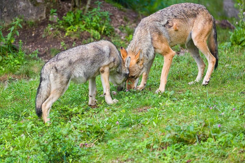 An adult grey she-wolf (Canis lupus lupus) and one of her pups are standing in a meadow at the edge of a forest. The puppy is begging for food