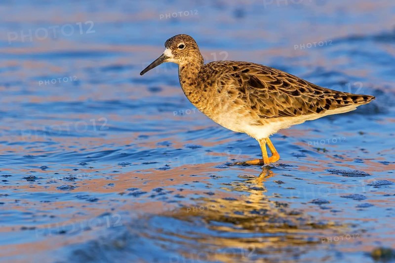 Ruff (Philomachus pugnax), North Sea coast, Lower Saxony, Federal Republic of Germany