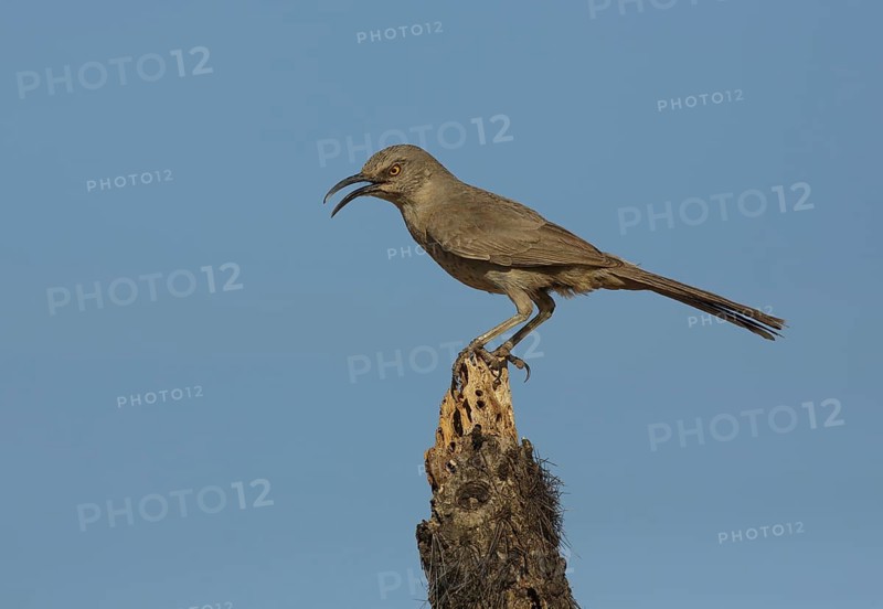 Curve-billed Thrasher (Toxostoma curvirostre) calling, Texas, USA