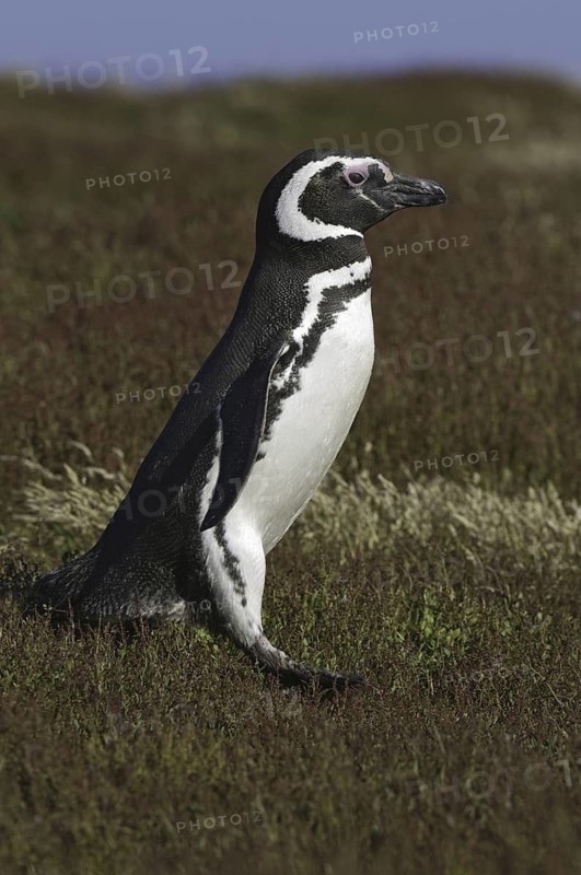 Magellanic Penguin (Spheniscus magellanicus), Falkland Islands