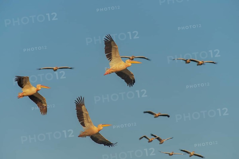 Great White Pelican (Pelecanus onocrotalus) group flying, Danube-Delta, Romania