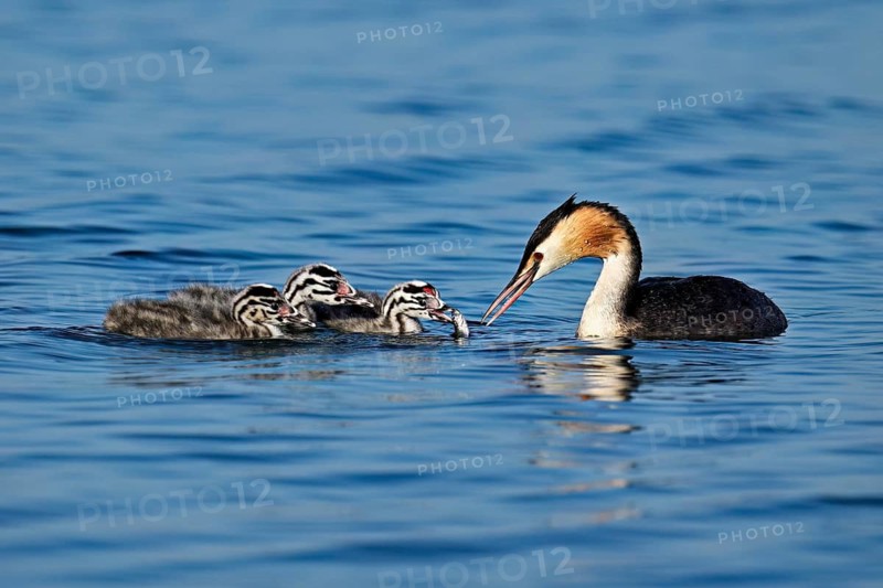 Great Crested Grebe (Podiceps Scalloped ribbonfish), feeding a chick with fish, swimming in the water, Lake Zug, Canton Zug, Switzerland