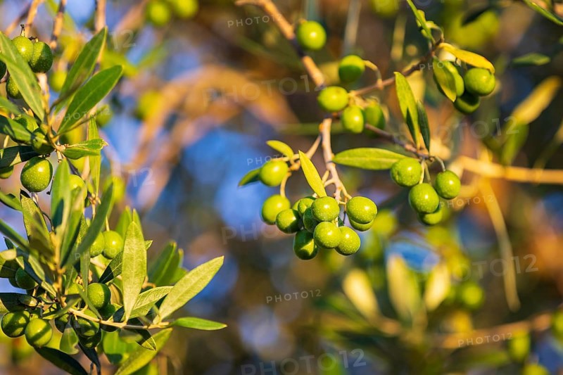 Olives ripen on the olive tree (Olea europaea), Tuscany, Italy