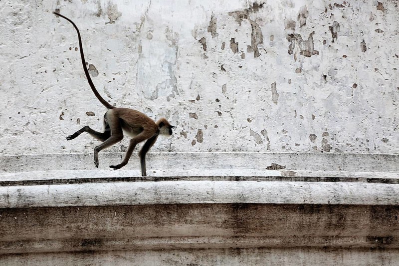 UNESCO World Heritage Site, the ancient city of Polonnaruwa, Sri Lanka, monkey on Kiri Vehera stupa walls Hanuman Langur (Semnopithecus entellus)