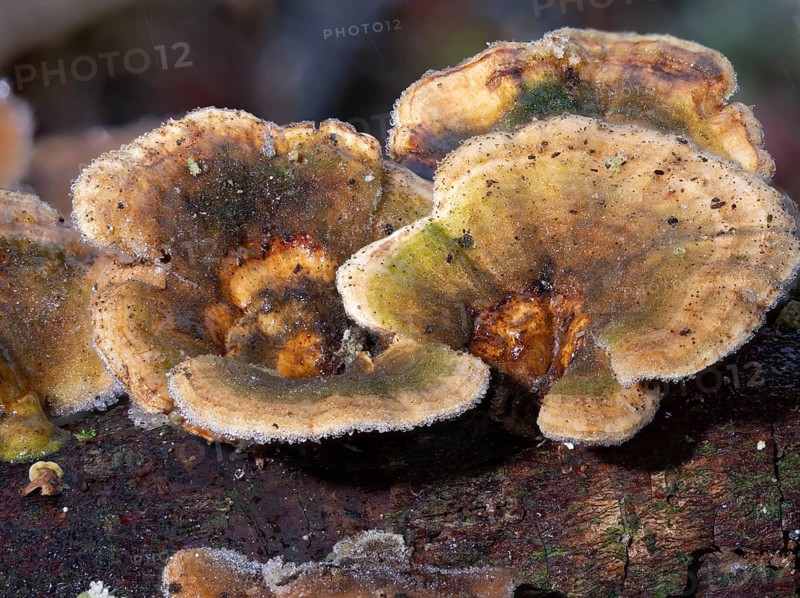 Butterfly Trametes (Trametes versicolor) in frost on a tree trunk, North Rhine-Westphalia, Germany