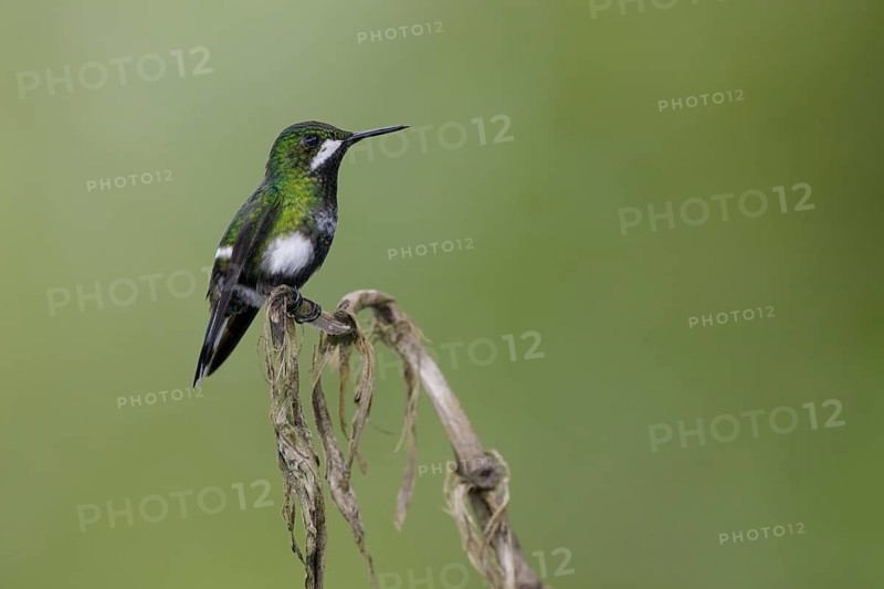 Green Thorntail (Discosura conversii) female perched on a branch, Pichincha, Ecuador