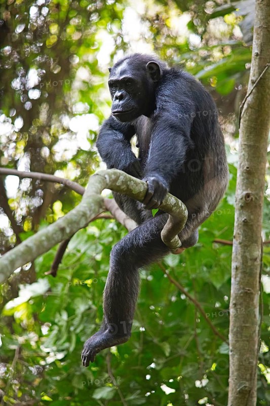 Common chimpanzee (Pan troglodytes) on a tree in the mountain rainforest, Nyungwe National Park, Unesco World Heritage Site, Rwanda
