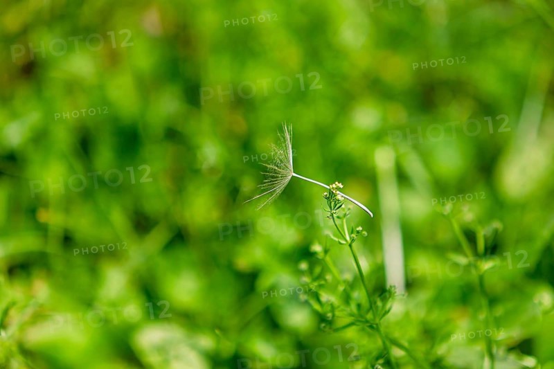Small umbels of meadow goat's-beard (Tragopogon pratensis), Provence, France