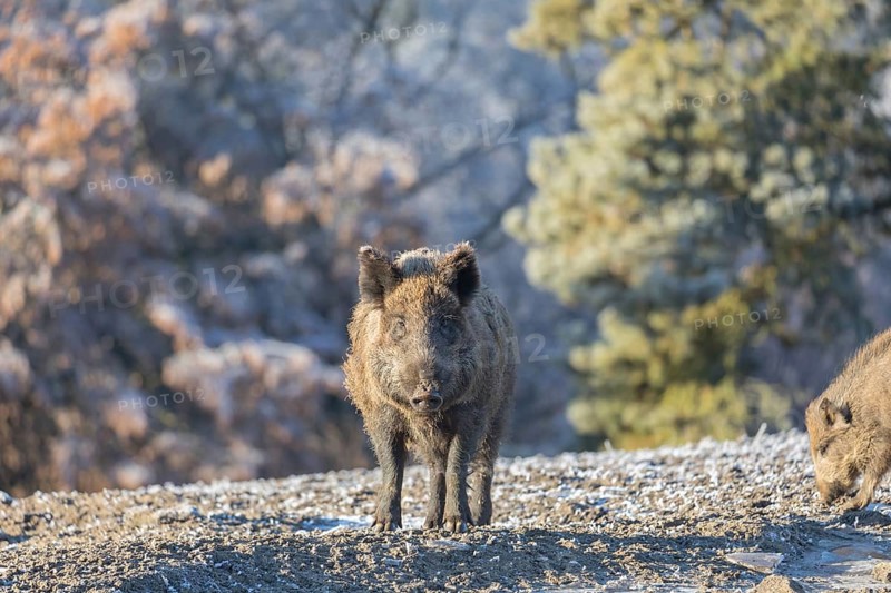 Wild boar or wild pig (Sus scrofa), walking over brown soil, frosted trees in background