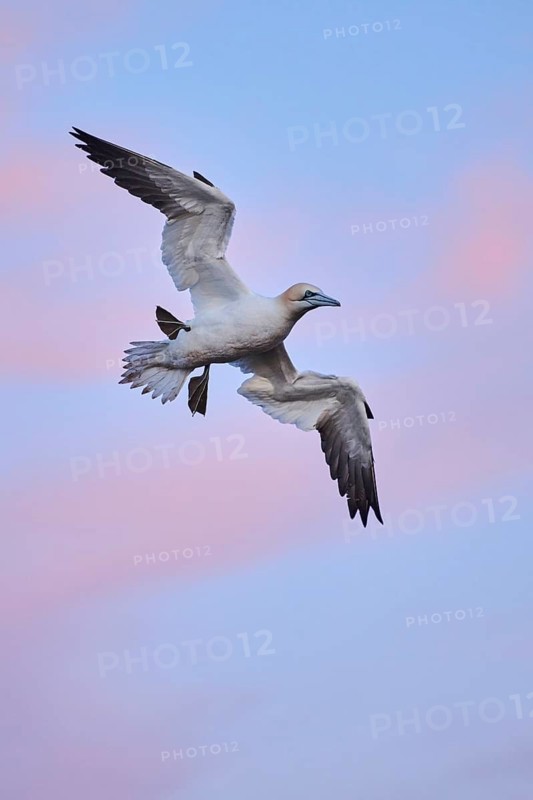 Northern gannet (Morus bassanus) flying in the sky at sunset, wildlife, Helgoland, Germany
