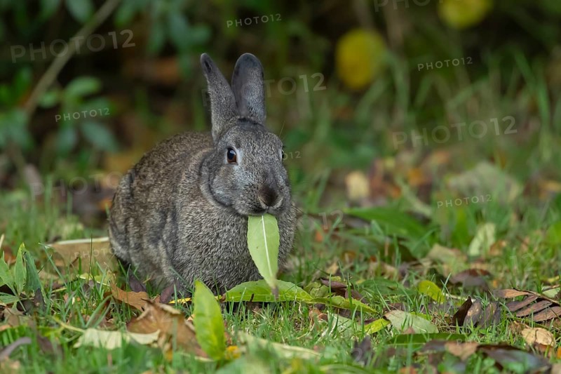 Rabbit (Oryctolagus cuniculus) wild adult animal feeding on a leaf in a garden in the autumn, England, United Kingdom