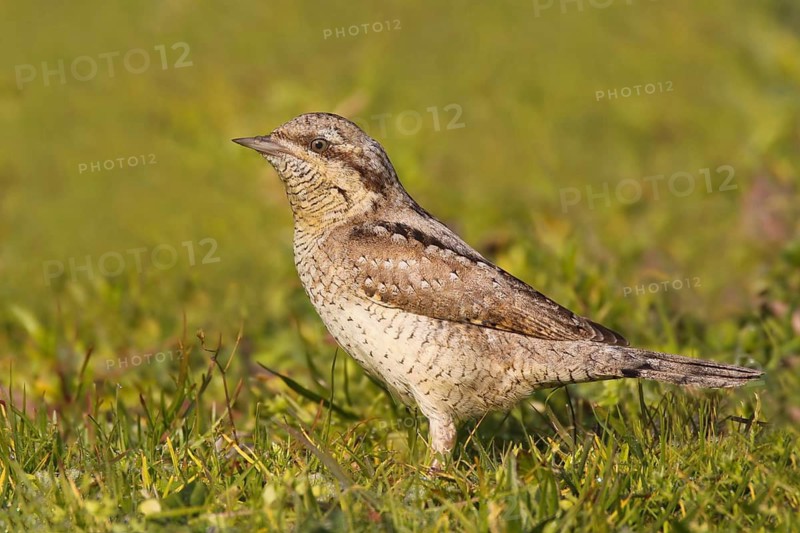 Eurasian Wryneck (Jynx torquilla), Alcochete, Portugal