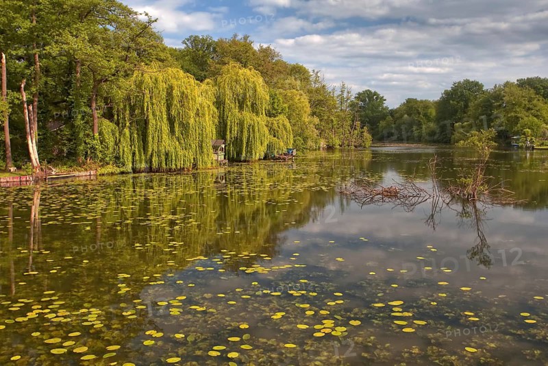 Green weeping willows (Salix babylonica) stand on the banks of the Niepkuhlen, whose water reflects the surroundings, Krefeld, North Rhine-Westphalia, Germany