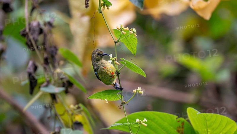 Olive-bellied Sunbird (Cinnyris chloropygius) sitting on a branch, eating nectar from a flower, Mgahinga Gorilla National Park, Western Region, Uganda