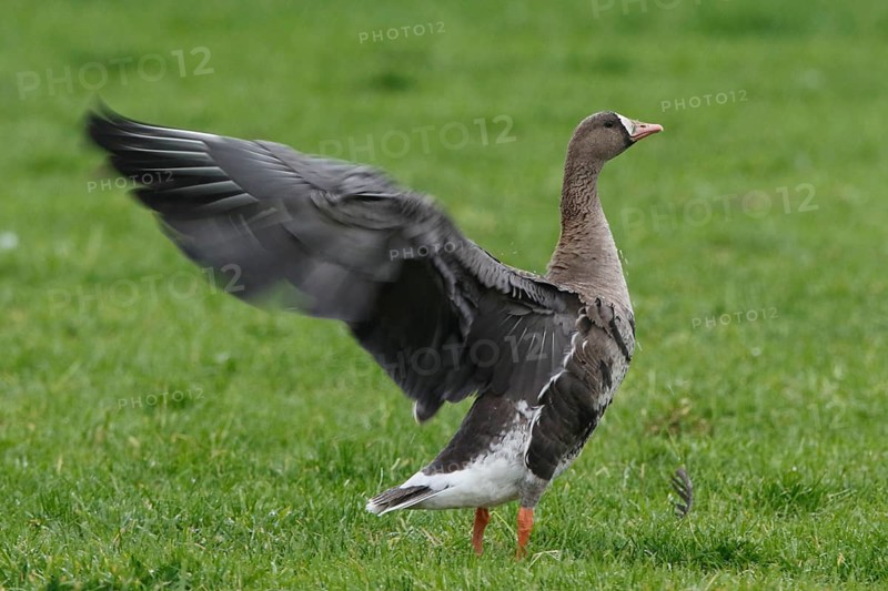 Greater White-fronted Goose (Anser albifrons), North Rhine-Westphalia, Germany