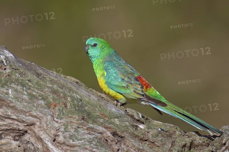 Red-rumped Parrot (Psephotus haematonotus) male, Victoria, Australia
