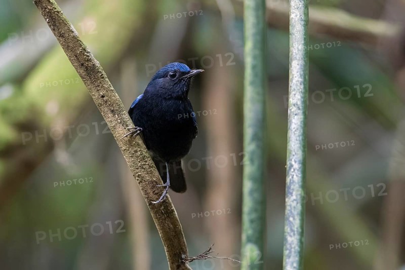 White-tailed Robin (Myiomela leucura) male perched on a branch, Cuc Phuong, Vietnam