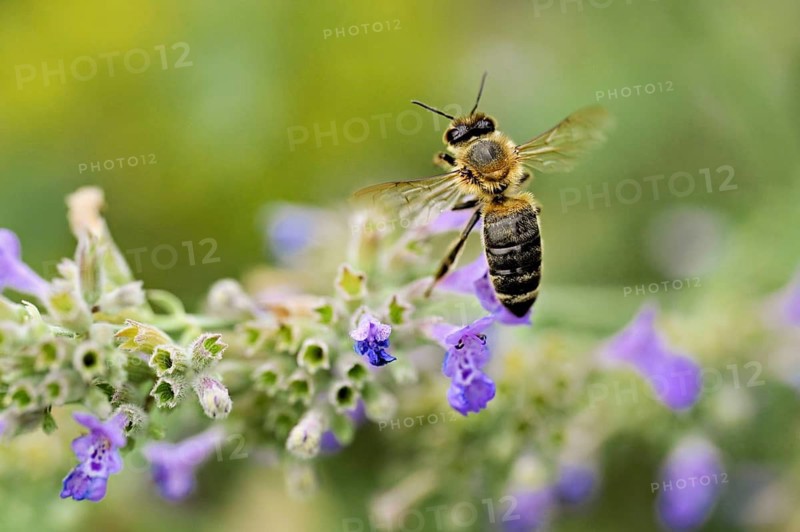 Western honey bee (Apis mellifera), taking off from a catmint (Nepeta faassenii) flower, Meienberg, Canton of Aargau, Switzerland