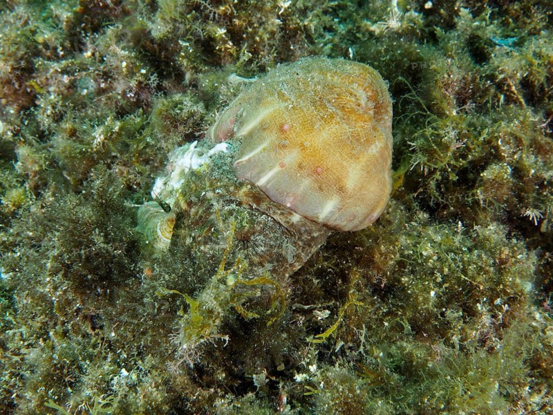 Brown parasitic rose (Calliactis parasitica) on seaweed in an underwater scene, dive site: Cap de Creus Marine Reserve, Rosas, Costa Brava, Spain, Mediterranean Sea