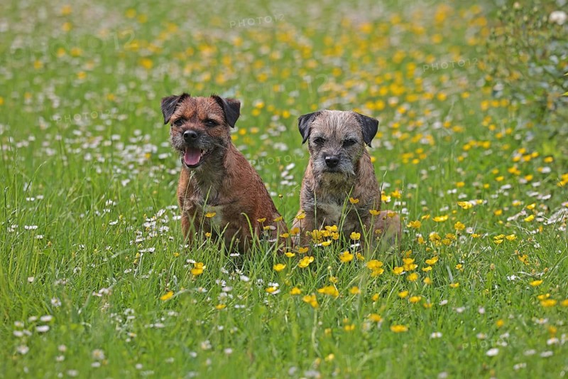 Border Terrier
