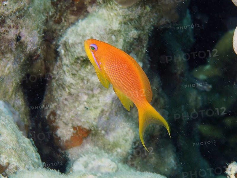 Jewelled flag perch (Pseudanthias squamipinnis)