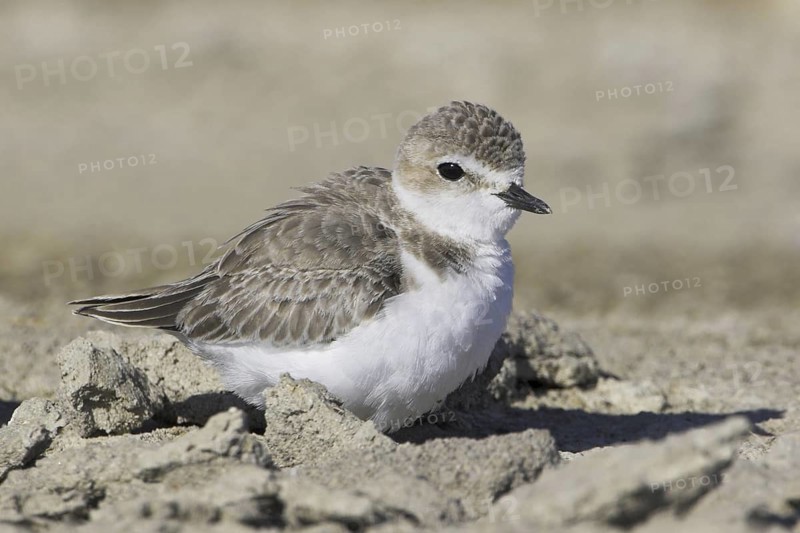 Snowy Plover (Charadrius nivosus), Oregon, USA