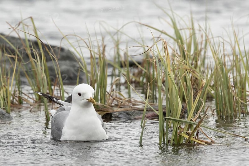 Mew Gull (Larus canus), Dalarna, Sweden