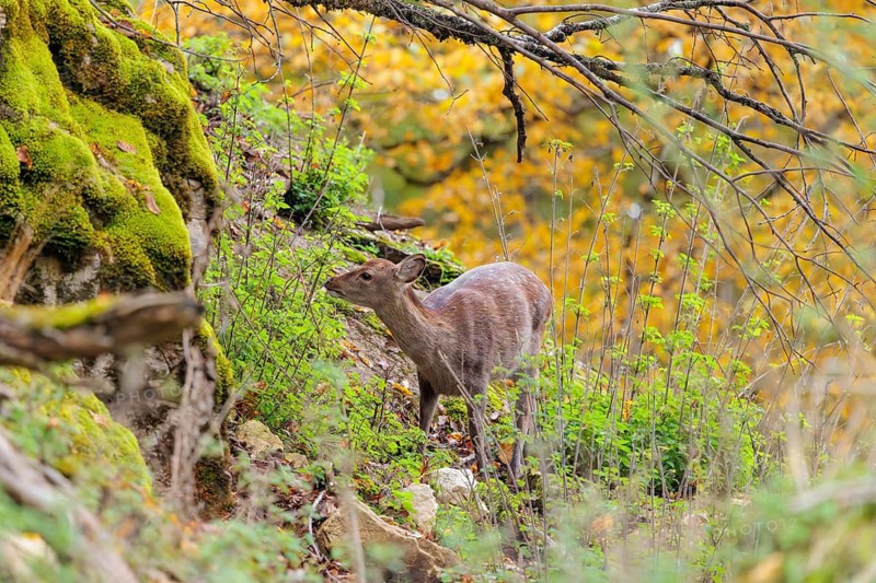 A female sika deer (Cervus nippon) crosses a rocky but vegetation-covered slope in search of food