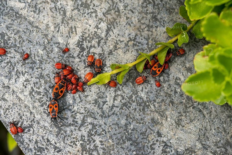 Firebug, common fire bug, heteroptera, Pyrrhocoris apterus, insects, bugs