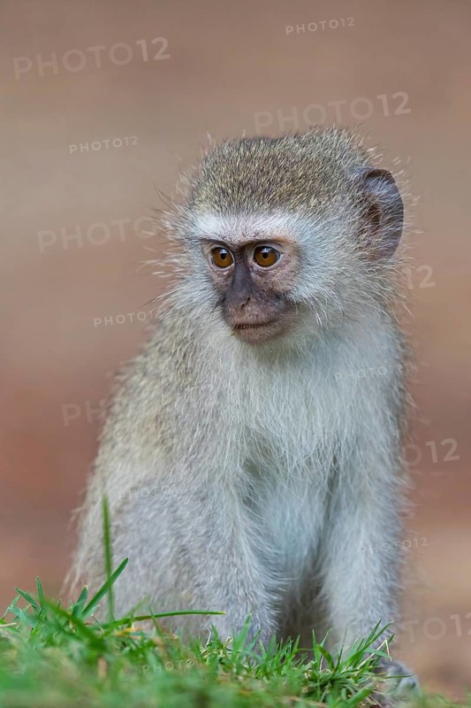 Vervet Monkey, (Chloroebus pygerythrus), vervet monkey, monkey, monkeys, primate, primates, family of vervet monkeys, mmerkatzen, iSimangaliso Wetland Park, St. Lucia, KwaZulu-Natal, South Africa
