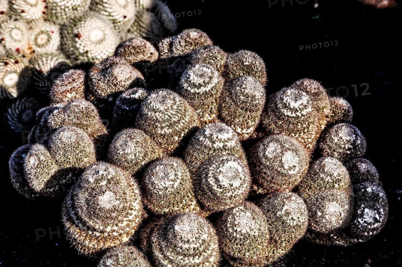 Mammillaria karwinskiana, Jardin de Cactus with more than 10000 cacti by Cesar Manrique, Guatiza, Lanzarote, Canary Islands, Spain