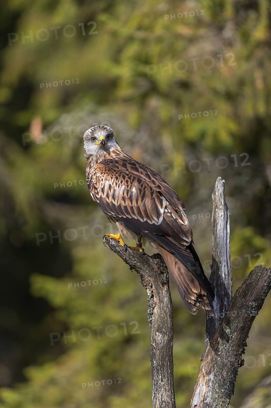 One Red kite, Milvus milvus, sitting on a dead tree in early morning light and green forest in the background