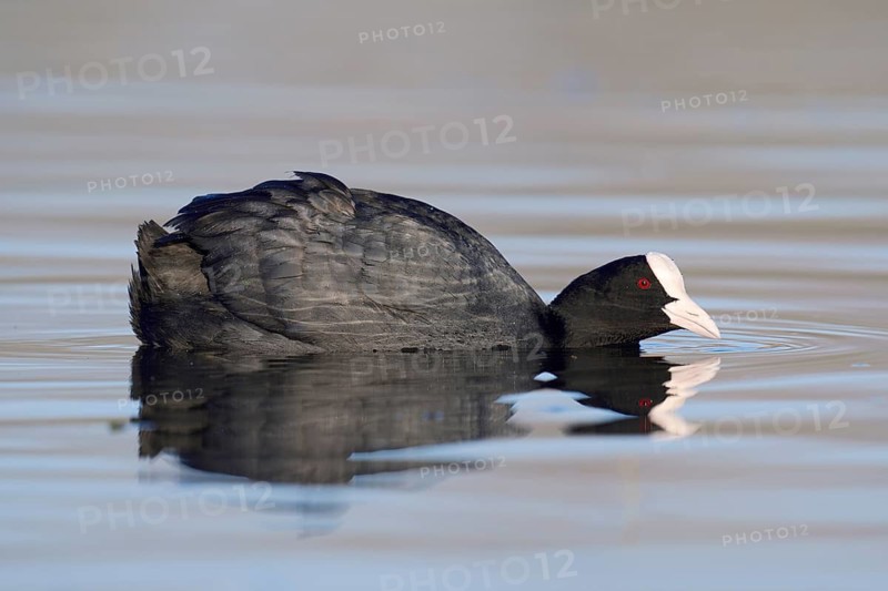 Common coot (Fulica atra) swimming, North Rhine-Westphalia, Germany
