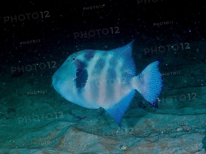 A bluish triggerfish, the rock triggerfish (Pseudobalistes naufragium), swims over the sandy seabed in the dark, at the Cano Island dive site, Uvita, Costa Rica, Pacific Ocean, Central America