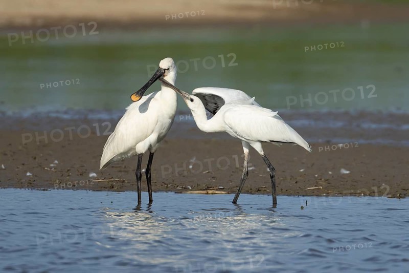 Eurasian spoonbill (Platalea leucorodia) adult bird with a juvenile bird begging for food in a shallow lagoon, England, United Kingdom