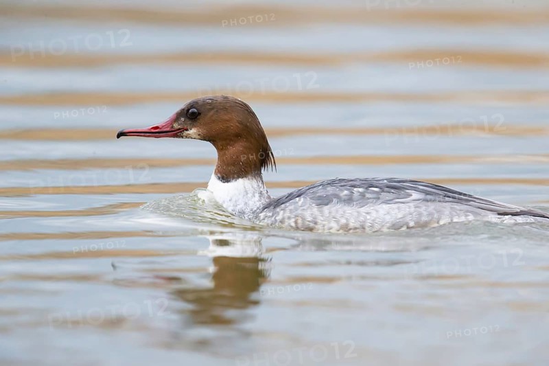 Common merganser (Mergus merganser) female, Germany