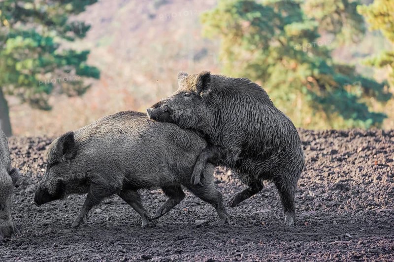 A male wild boar (Sus scrofa) runs after a female to mate