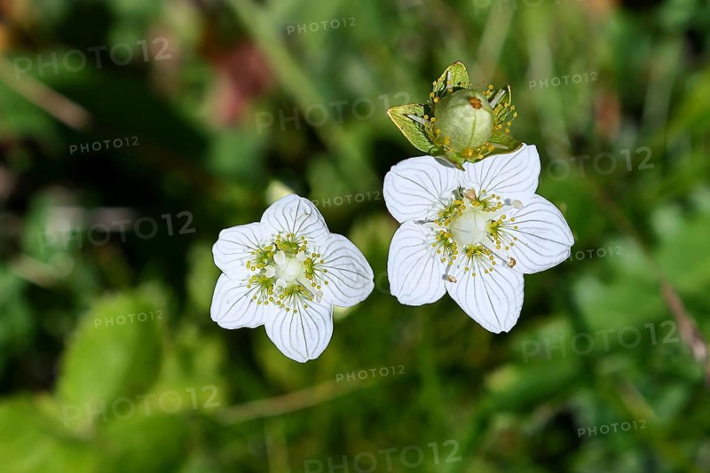 Swamp heartleaf, student's roses (Parnassia palustris), flower with pistil and stigma, spindle tree family, is specially protected under the German Federal Species Protection Ordinance, on the Red List with 3 Plus endangered, Wilnsdorf, North Rhine-Westphalia, Germany