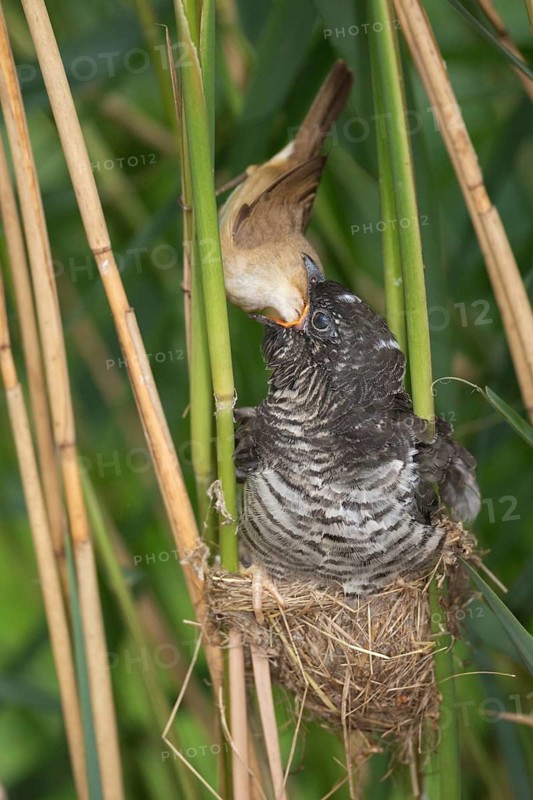 Common Cuckoo & Eurasian Reed Warbler (Cuculus canorus & Acrocephalus scirpaceus) Eurasian Reed Warbler feeding juvenile Common Cuckoo in nest, Saxony-Anhalt, Germany