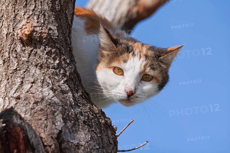 Domestic cat (Felis silvestris catus), climbing in a tree, Pamukkale, Turkey