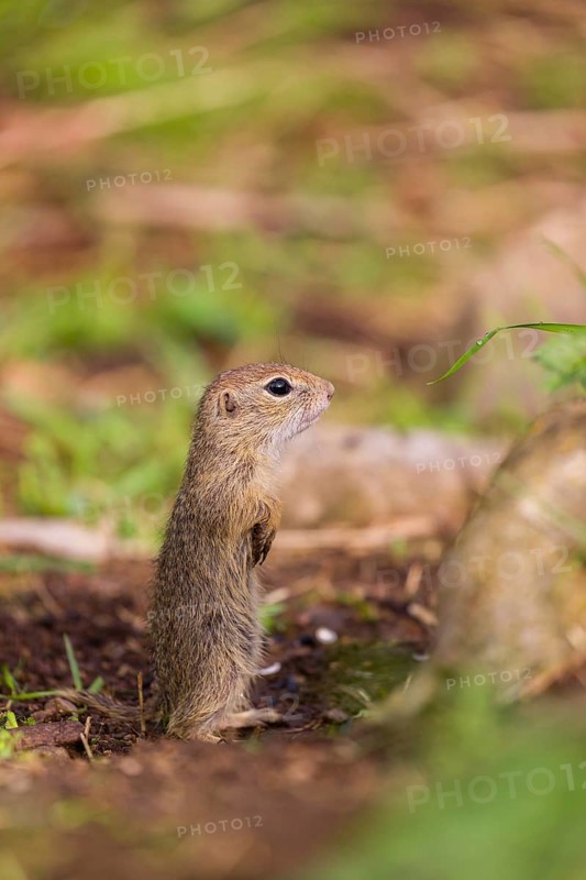 A young European ground squirrel (Spermophilus citellus) or European souslik stands tall on rocky terrain