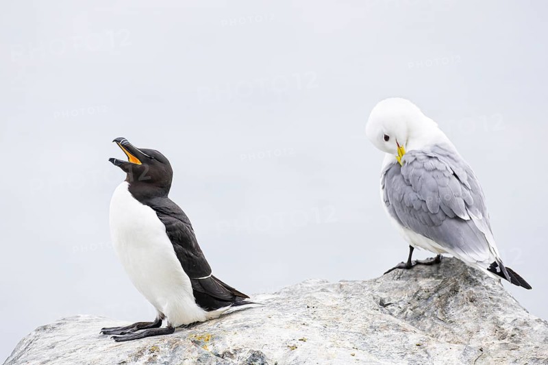 Razorbill (Alca torda) with open beak, next to kittiwake (Rissa tridactyla) grooming, Hornøya Island, Vardø, Varanger, Finnmark, Norway