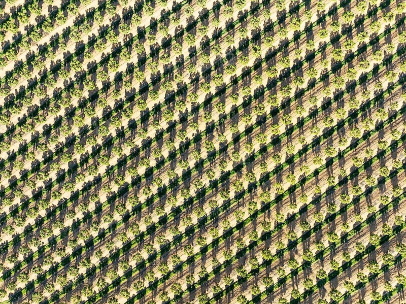 Cultivated trees. Aerial view. Drone shot. Huelva province, Andalusia, Spain