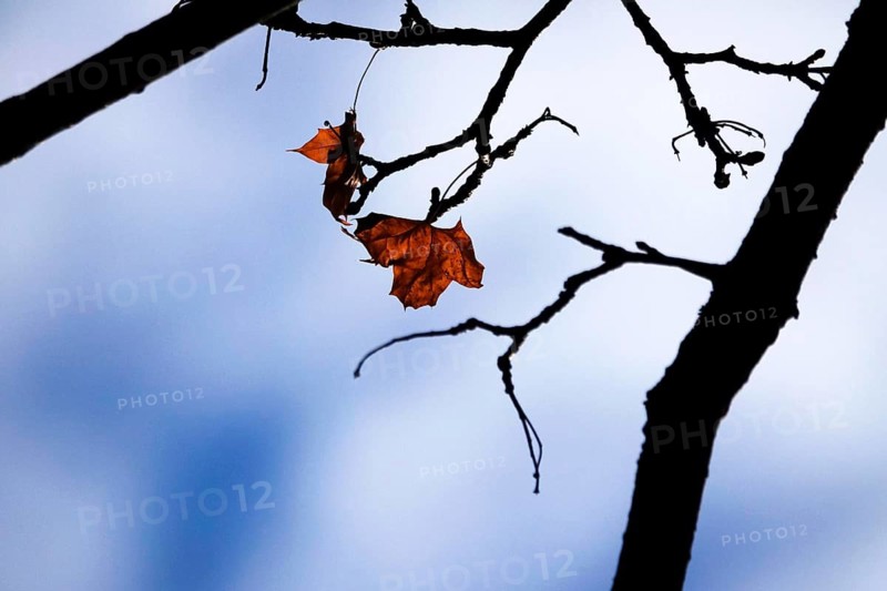 Last autumn leaves on a tree, late autumn, Germany