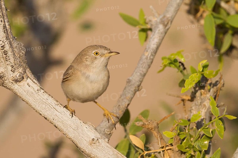 Asian Desert Warbler - Wüstengrasmücke - Sylvia nana, Oman