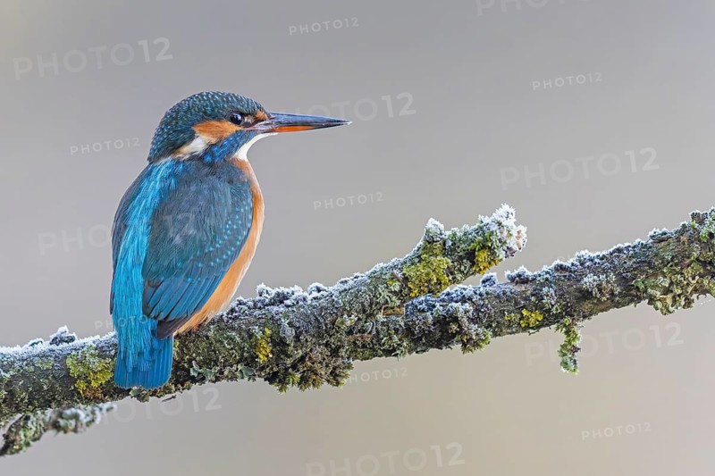 Kingfisher (Alcedo atthis) female, territory, on perch, lurking, foraging, hunting prey, fishing, frost and ice, hoarfrost, winter mood, Middle Elbe Biosphere Reserve, Saxony-Anhalt, Germany