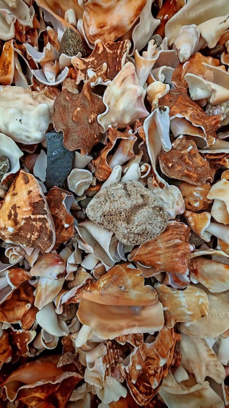 Close-up of a collection of shells (concha) on the beach, Mindelo, Sao Vicente, Cabo Verde, Cape Verde, Cape Verde